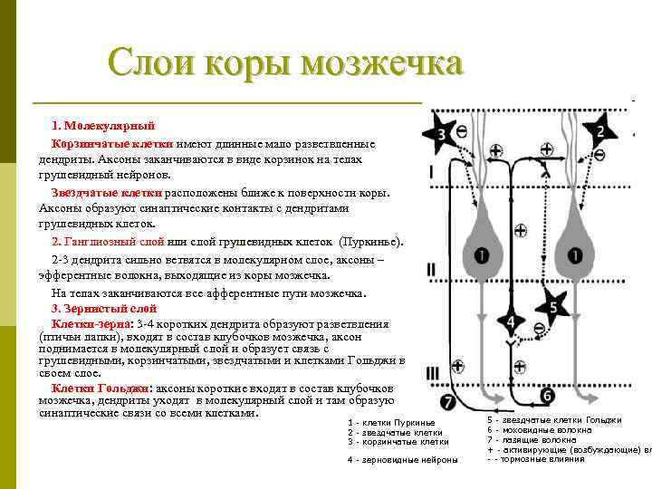 Слои коры мозжечка 1. Молекулярный Корзинчатые клетки имеют длинные мало разветвленные дендриты. Аксоны заканчиваются