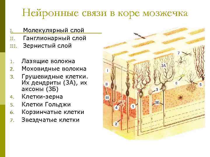 Нейронные связи в коре мозжечка I. III. 1. 2. 3. 4. 5. 6. 7.