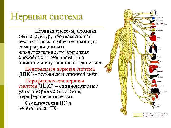 Нервная система, сложная сеть структур, пронизывающая весь организм и обеспечивающая саморегуляцию его жизнедеятельности благодаря