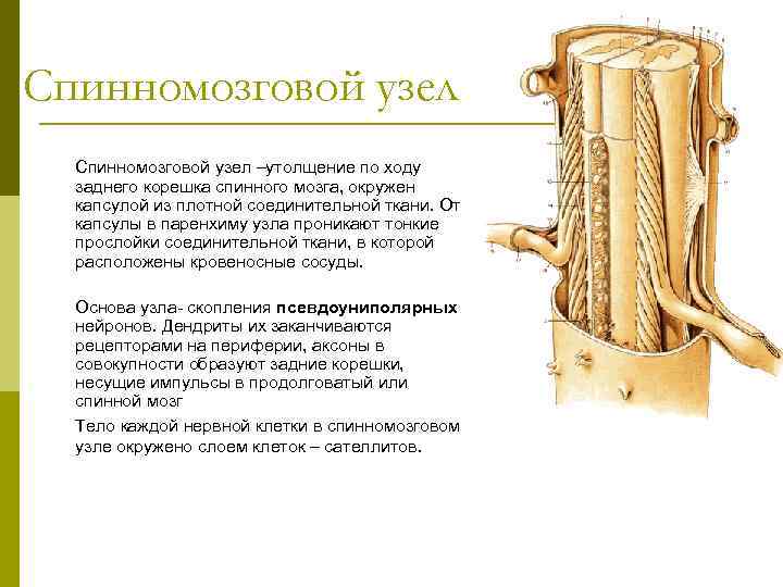 Спинномозговой узел –утолщение по ходу заднего корешка спинного мозга, окружен капсулой из плотной соединительной