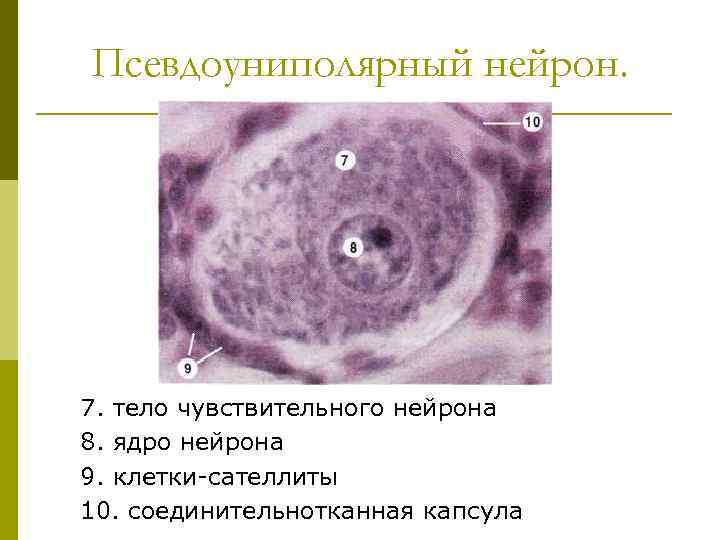 Псевдоуниполярный нейрон. 7. тело чувствительного нейрона 8. ядро нейрона 9. клетки-сателлиты 10. соединительнотканная капсула