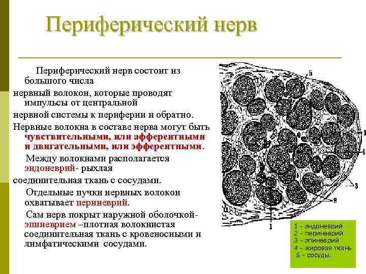 Периферический нерв состоит из большого числа нервный волокон, которые проводят импульсы от центральной нервной