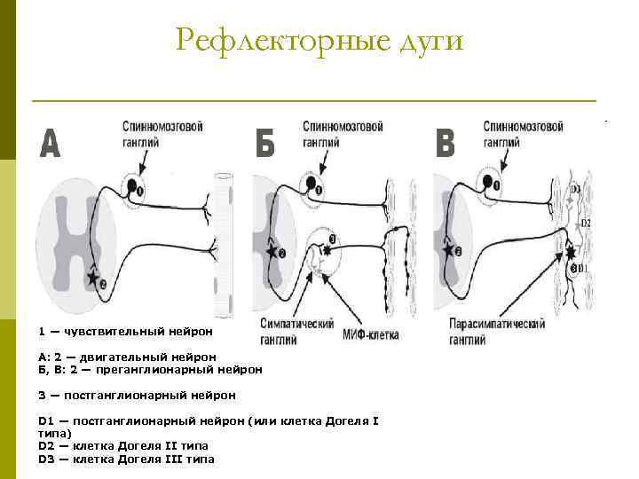 Рефлекторные дуги 1 — чувствительный нейрон А: 2 — двигательный нейрон Б, В: 2