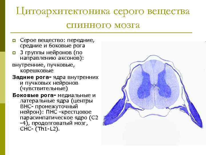 Цитоархитектоника серого вещества спинного мозга Серое вещество: передние, средние и боковые рога p 3