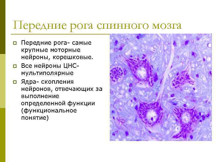 Передние рога спинного мозга p p p Передние рога- самые крупные моторные нейроны, корешковые.