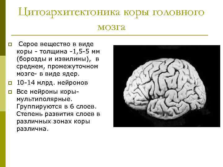 Цитоархитектоника коры головного мозга p p p Серое вещество в виде коры - толщина