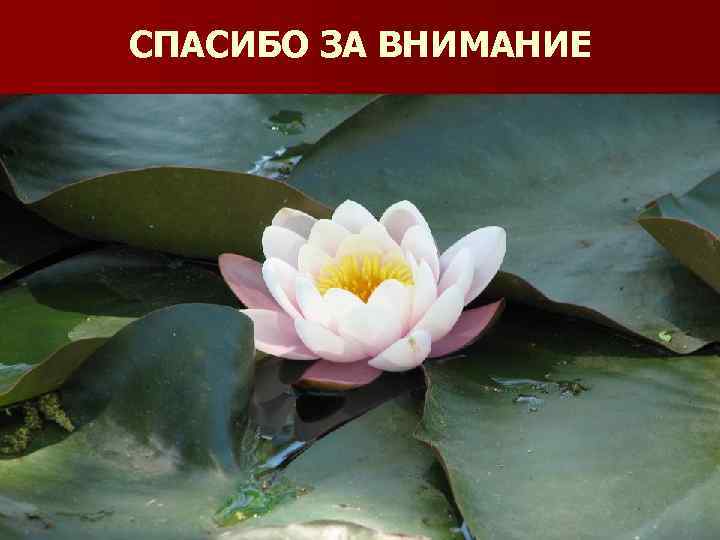 СПАСИБО ЗА ВНИМАНИЕ 