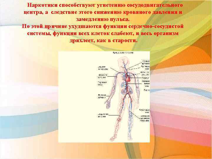 Наркотики способствуют угнетению сосудодвигательного центра, а следствие этого снижению кровяного давления и замедлению пульса.