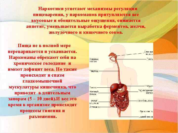 Наркотики угнетают механизмы регуляции пищеварения, у наркоманов притупляются все вкусовые и обонятельные ощущения, снижается