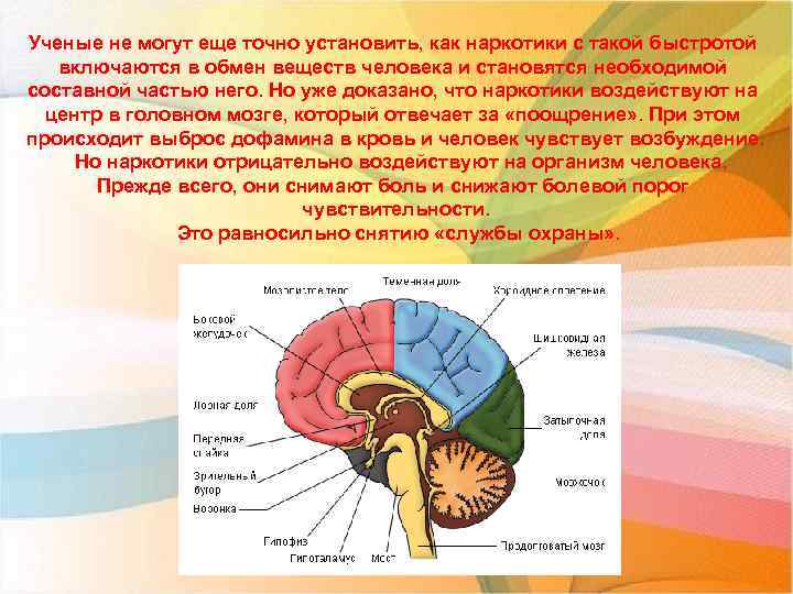 Ученые не могут еще точно установить, как наркотики с такой быстротой включаются в обмен