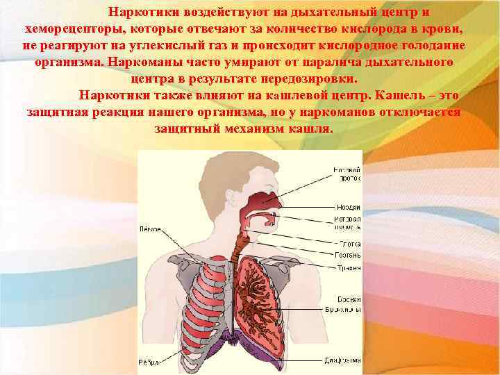 Исследовательский проект по биологии 8 класс влияние углекислого газа на дыхательный центр