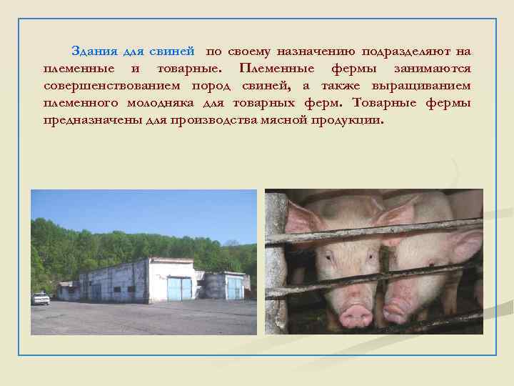 Здания для свиней по своему назначению подразделяют на племенные и товарные. Племенные фермы занимаются