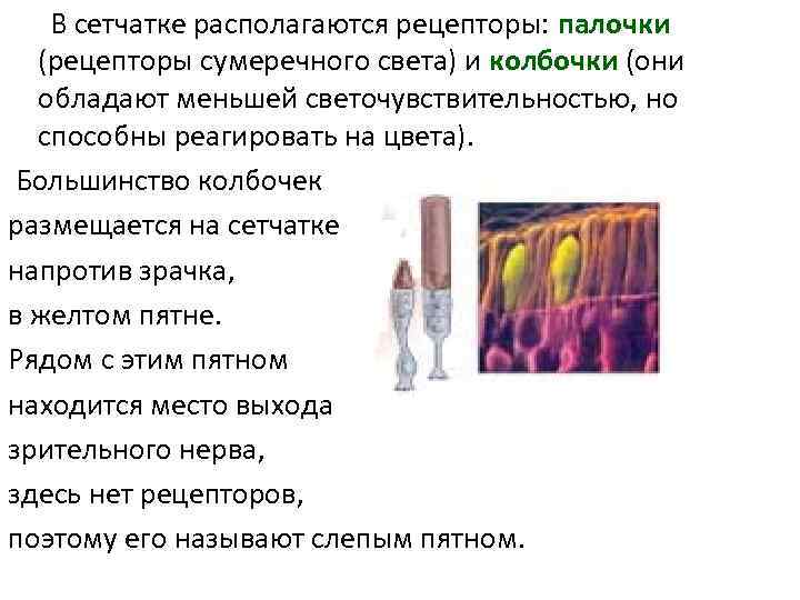 В сетчатке располагаются рецепторы: палочки (рецепторы сумеречного света) и колбочки (они обладают меньшей светочувствительностью,