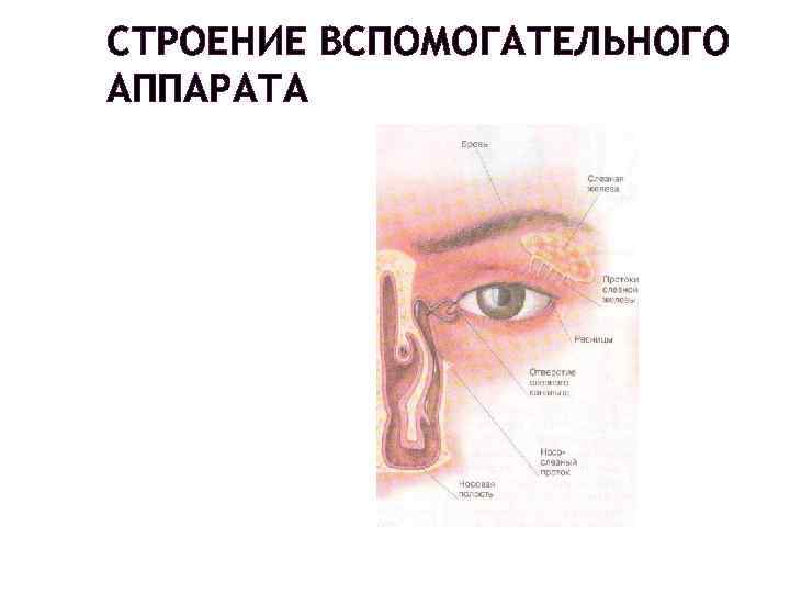 СТРОЕНИЕ ВСПОМОГАТЕЛЬНОГО АППАРАТА 