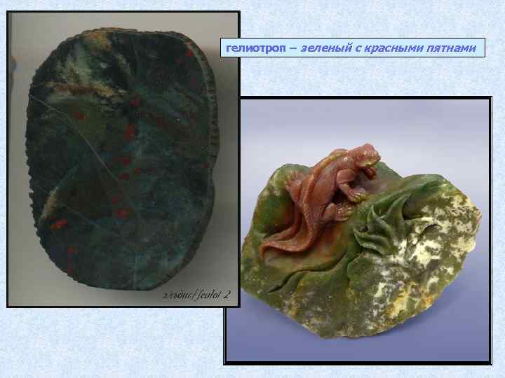 гелиотроп – зеленый с красными пятнами 