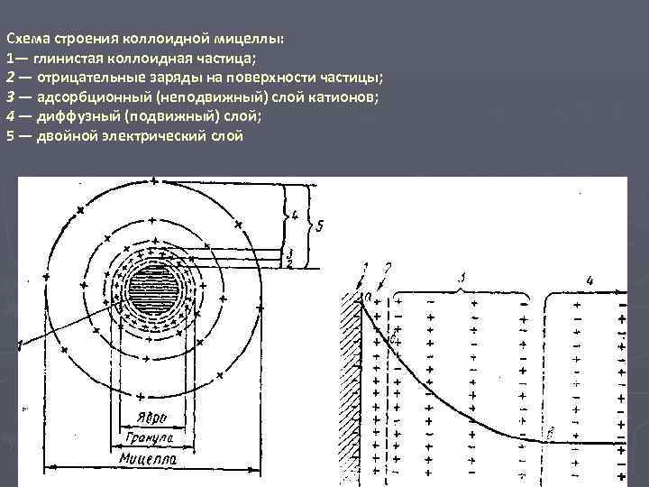 Схема строения коллоидной мицеллы: 1— глинистая коллоидная частица; 2 — отрицательные заряды на поверхности