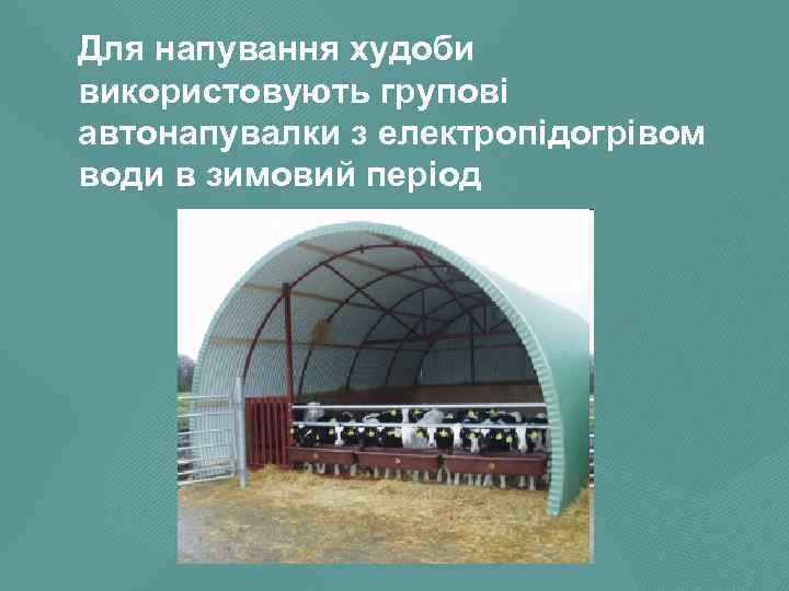 Для напування худоби використовують групові автонапувалки з електропідогрівом води в зимовий період 