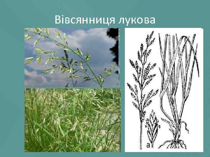 Вівсянниця лукова 