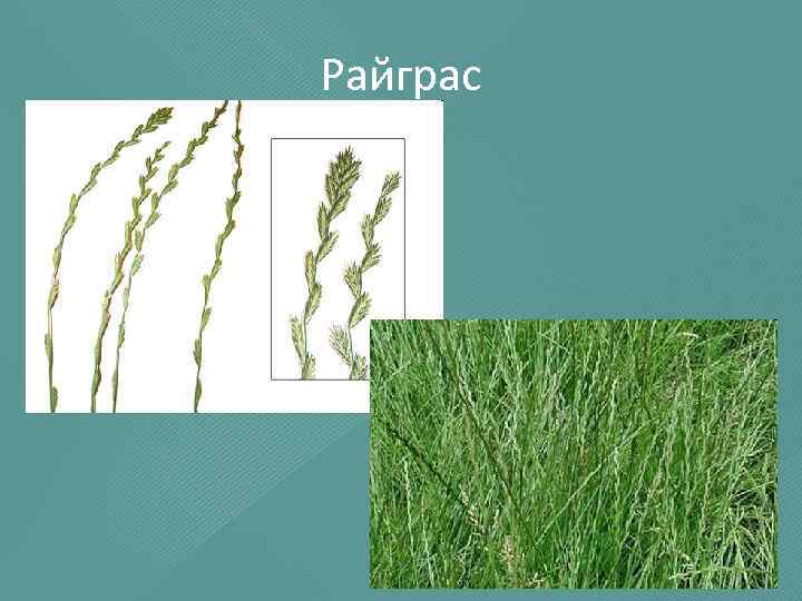 Райграс 