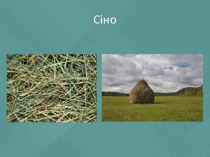 Сіно 