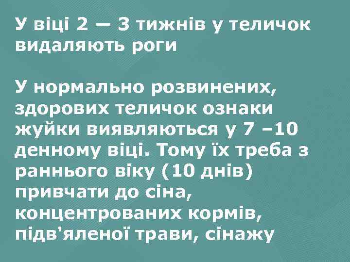 У віці 2 — 3 тижнів у теличок видаляють роги У нормально розвинених, здорових