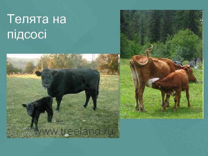 Телята на підсосі 