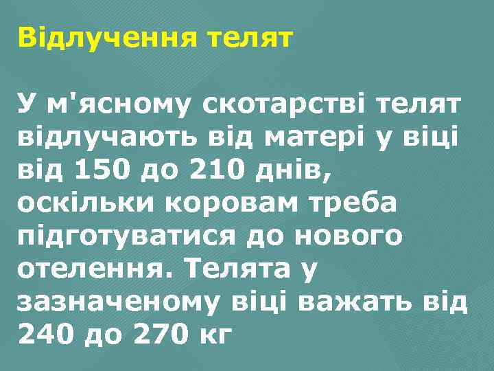 Відлучення телят У м'ясному скотарстві телят відлучають від матері у віці від 150 до