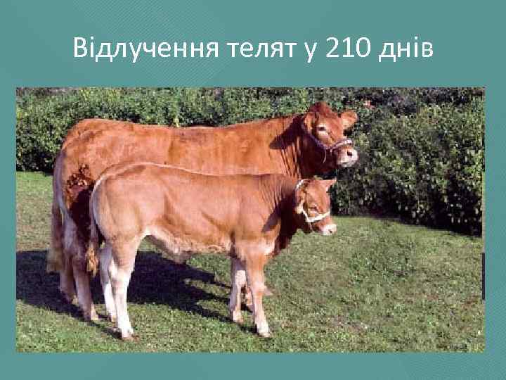 Відлучення телят у 210 днів 