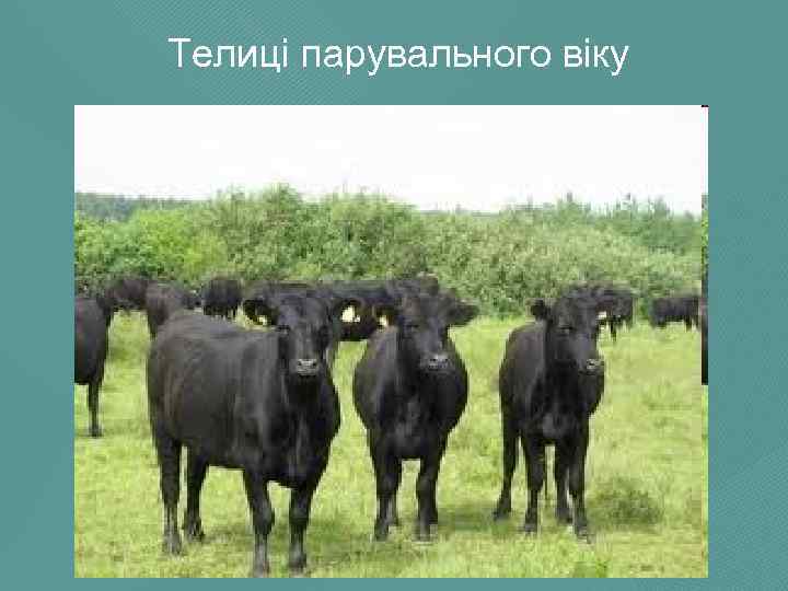 Телиці парувального віку 