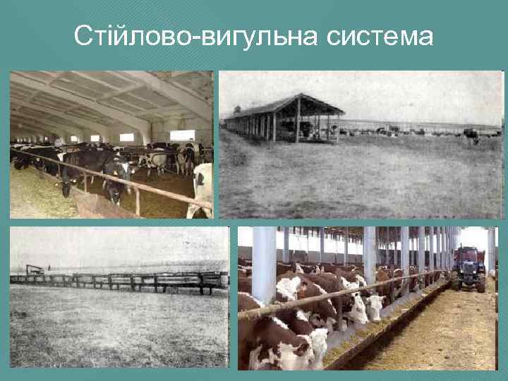 Стійлово-вигульна система 