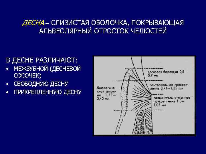 ДЕСНА – СЛИЗИСТАЯ ОБОЛОЧКА, ПОКРЫВАЮЩАЯ АЛЬВЕОЛЯРНЫЙ ОТРОСТОК ЧЕЛЮСТЕЙ В ДЕСНЕ РАЗЛИЧАЮТ: • МЕЖЗУБНОЙ (ДЕСНЕВОЙ