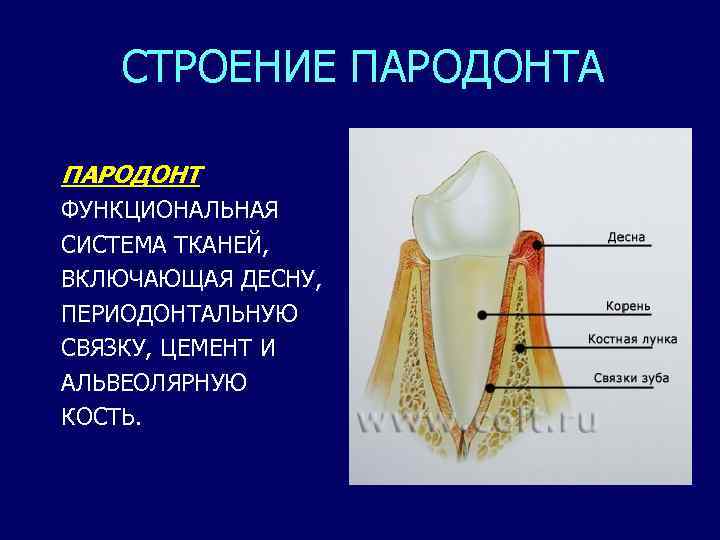 Особенности строения пародонта у детей презентация