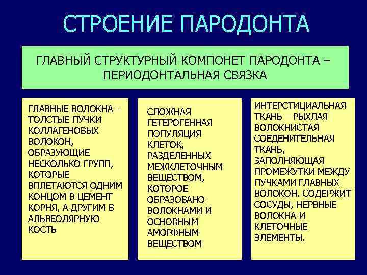 СТРОЕНИЕ ПАРОДОНТА ГЛАВНЫЙ СТРУКТУРНЫЙ КОМПОНЕТ ПАРОДОНТА – ПЕРИОДОНТАЛЬНАЯ СВЯЗКА ГЛАВНЫЕ ВОЛОКНА – ТОЛСТЫЕ ПУЧКИ