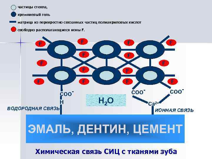 частицы стекла, кремниевый гель матрица из перекрестно связанных частиц полиакриловых кислот свободно располагающиеся ионы