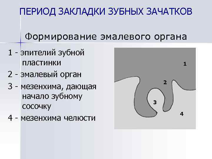 ПЕРИОД ЗАКЛАДКИ ЗУБНЫХ ЗАЧАТКОВ Формирование эмалевого органа 1 - эпителий зубной пластинки 2 -
