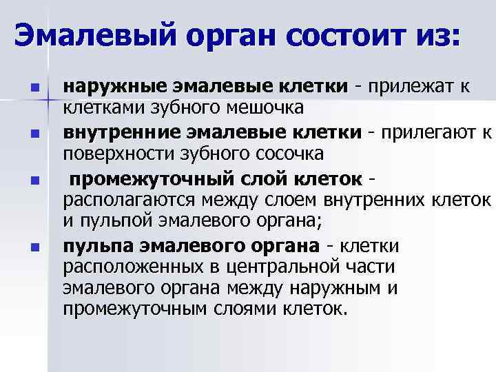 Эмалевый орган состоит из: n n наружные эмалевые клетки - прилежат к клетками зубного