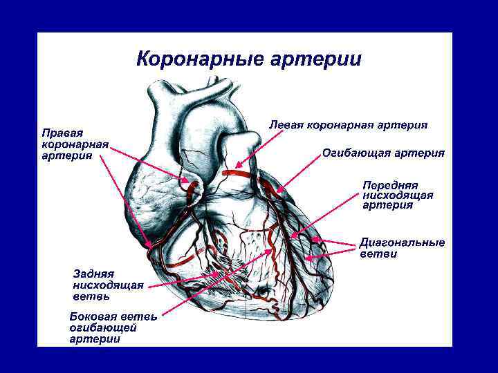 Правая сердечная артерия. Промежуточная ветвь коронарной артерии. Левая и правая коронарные артерии анатомия. Эпикардиальные коронарные артерии. Огибающая ветвь коронарной артерии.