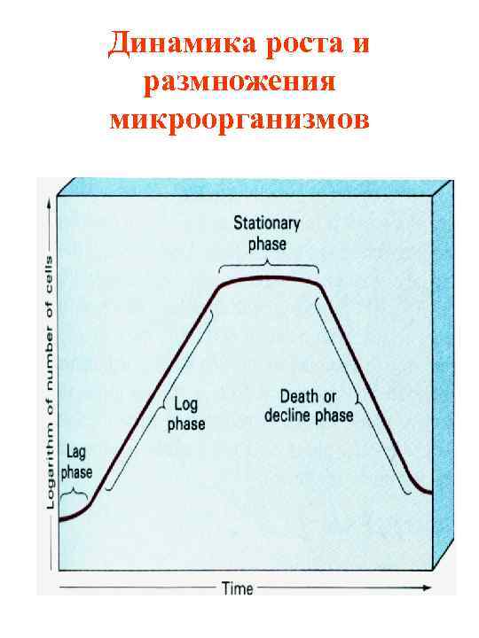 Динамика роста и размножения микроорганизмов 