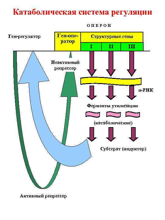Катаболическая система регуляции ОПЕРОН Ген-регулятор Ген-оператор Структурные гены I II III Неактивный репрессор и-РНК