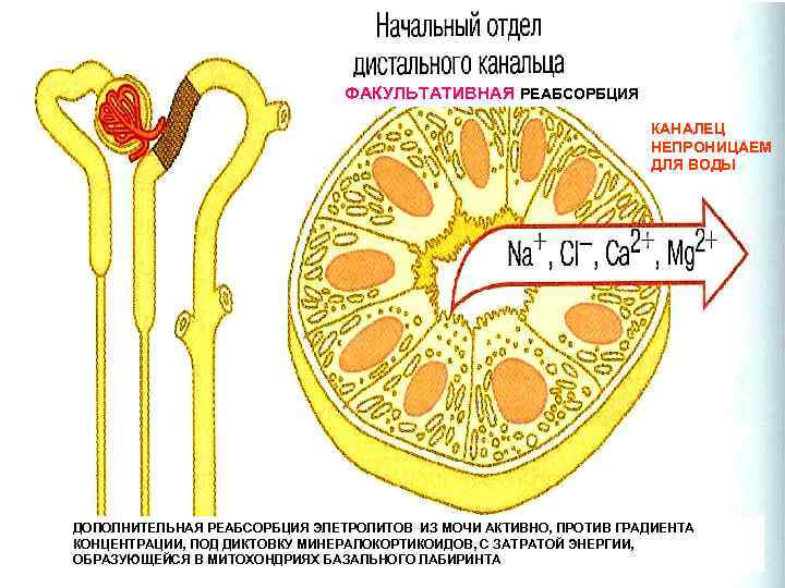 ФАКУЛЬТАТИВНАЯ РЕАБСОРБЦИЯ КАНАЛЕЦ НЕПРОНИЦАЕМ ДЛЯ ВОДЫ ДОПОЛНИТЕЛЬНАЯ РЕАБСОРБЦИЯ ЭЛЕТРОЛИТОВ ИЗ МОЧИ АКТИВНО, ПРОТИВ ГРАДИЕНТА