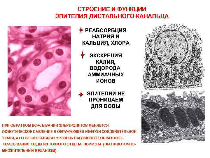 СТРОЕНИЕ И ФУНКЦИИ ЭПИТЕЛИЯ ДИСТАЛЬНОГО КАНАЛЬЦА РЕАБСОРБЦИЯ НАТРИЯ И КАЛЬЦИЯ, ХЛОРА ЭКСКРЕЦИЯ КАЛИЯ, ВОДОРОДА,