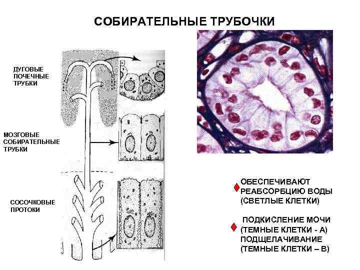 Почечные канальцы. Собирательные трубки почки гистология. Клетки собирательных трубочек нефрона. Собирательная трубочка нефрона функция. Собирательная трубочка нефрона эпителий.