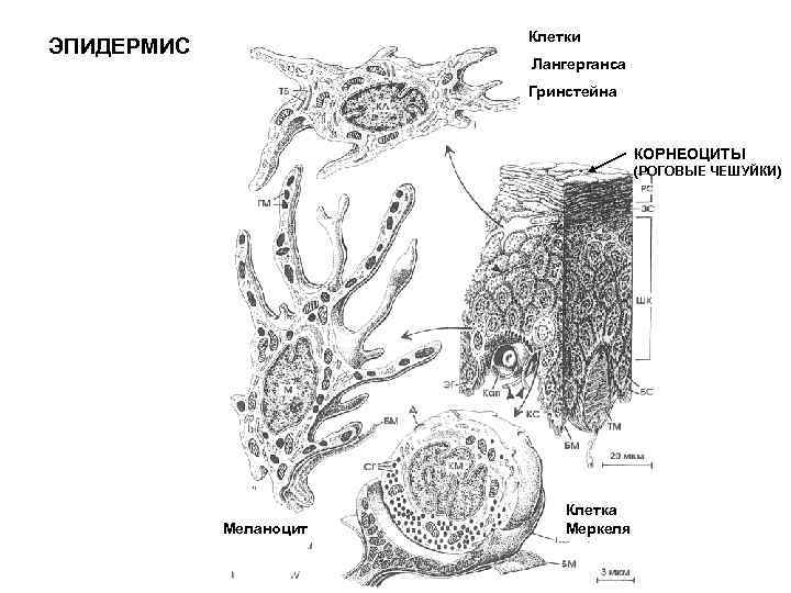 Клетки ЭПИДЕРМИС Лангерганса Гринстейна КОРНЕОЦИТЫ (РОГОВЫЕ ЧЕШУЙКИ) I МЕЛАНОЦИТ Меланоцит КЛЕТКА Клетка МЕРКЕЛЯ Меркеля