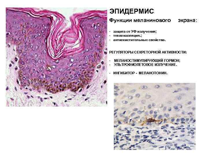 Производные эпидермиса образован. Кожа и ее производные. Шиповатый слой функции. Кожа и ее производные чем представлены функции таблица.