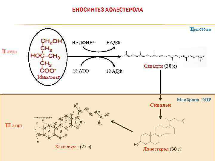 БИОСИНТЕЗ ХОЛЕСТЕРОЛА Цитозоль НАДФНН+ НАДФ+ II этап 18 АТФ 18 АДФ Сквален (30 с)