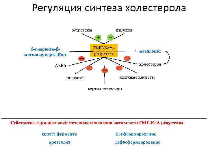 Регуляция синтеза холестерола эстрогены инсулин + + β-гидрокси-βметилглутарил Ко. А ГМГ-Ко. Аредуктаза — АМФ