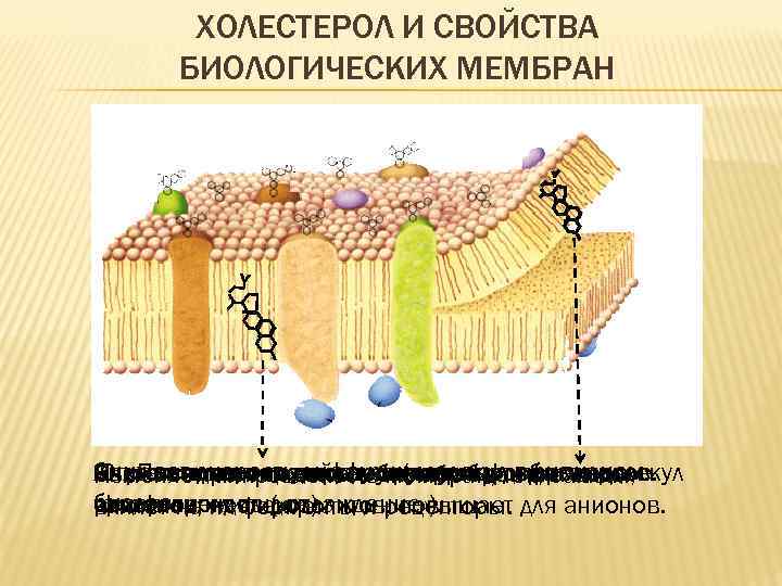 ХОЛЕСТЕРОЛ И СВОЙСТВА БИОЛОГИЧЕСКИХ МЕМБРАН Снижает скорость диффузии жирныхтем самым Являетсяпроницаемостьструктуроподобных Антиоксидантное действие (тормозиткислот