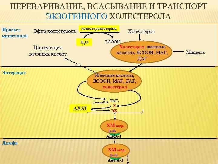 ПЕРЕВАРИВАНИЕ, ВСАСЫВАНИЕ И ТРАНСПОРТ ЭКЗОГЕННОГО ХОЛЕСТЕРОЛА Просвет кишечника Эфир холестерола Циркуляция желчных кислот холестеролэстераза