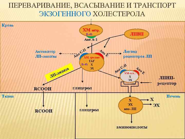 ПЕРЕВАРИВАНИЕ, ВСАСЫВАНИЕ И ТРАНСПОРТ ЭКЗОГЕННОГО ХОЛЕСТЕРОЛА Кровь ХМ незр. ЛПВП B-48 Апо А-1 Активатор