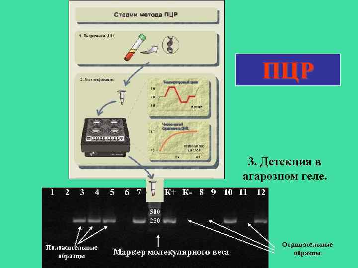 Флуоресцентные методы детекции пцр